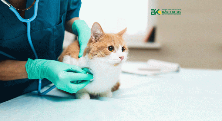 Bác sĩ thú y khám bệnh cho thú cưng nghề của những người hùng thầm lặng
