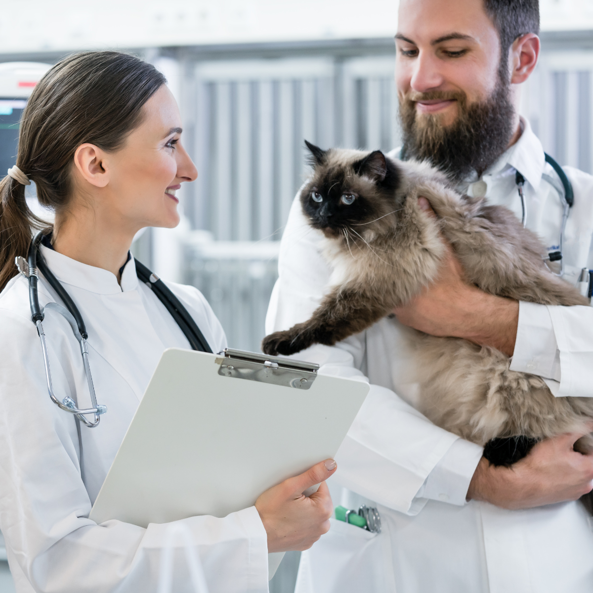 Bác sĩ thú y đang chăm sóc thú cưng - Thực hành Trung cấp Thú Y