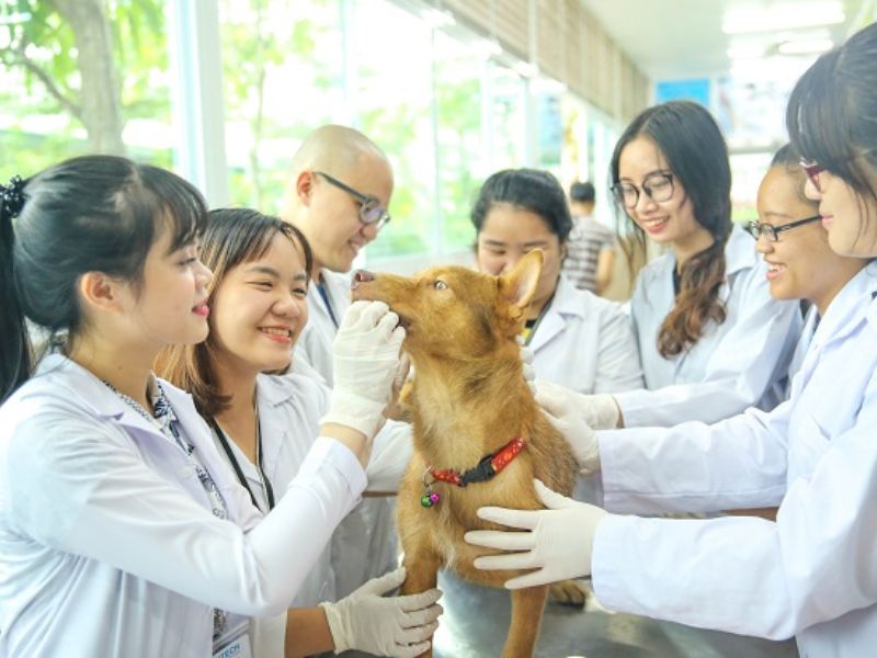 Học viên Trung cấp Thú y thực hành