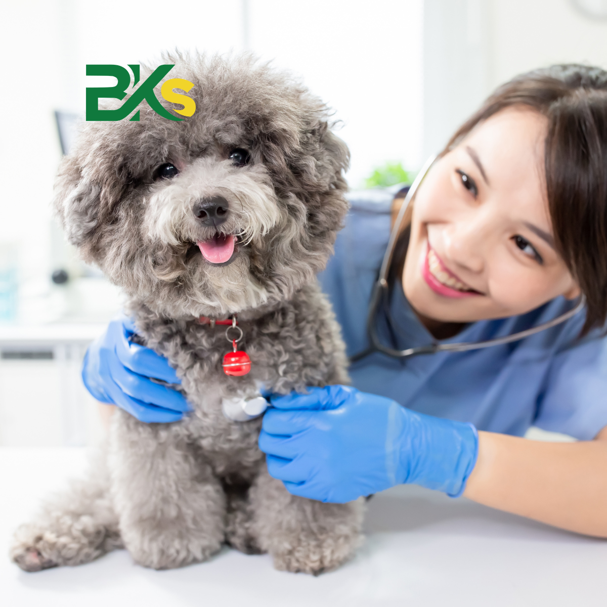 Học viên Trung cấp Thú y tại BKS trong buổi thực hành thực tế