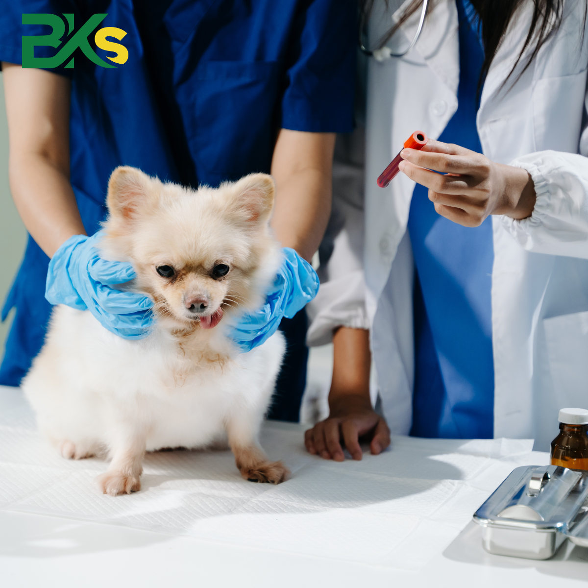 Học viên trung cấp thú y thực hành chăm sóc và kiểm tra sức khỏe vật nuôi